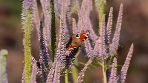 Black root (Veronicastrum virginicum 'Apollo' syn. Veronica virginica 'Apollo'), Stock Footage 14909155