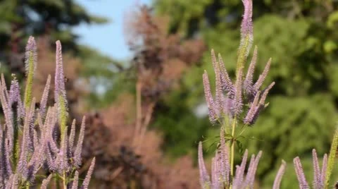 Black root (Veronicastrum virginicum 'Apollo' syn. Veronica virginica 'Apollo') Stock Footage 14909488