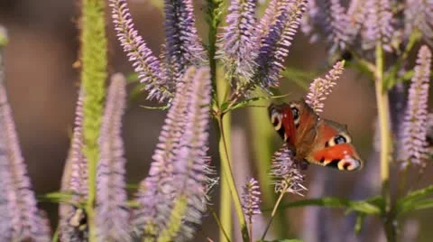 Black root (Veronicastrum virginicum 'Apollo' syn. Veronica virginica 'Apollo') Stock Footage 14909769
