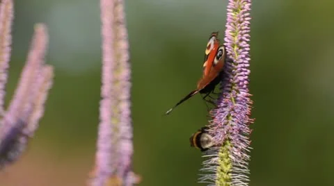 Black root (Veronicastrum virginicum 'Apollo' syn. Veronica virginica 'Apollo'), Stock Footage 14909829