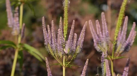 Black root (Veronicastrum virginicum 'Apollo' syn. Veronica virginica 'Apollo') Stock Footage 14910025