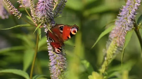Black root (Veronicastrum virginicum 'Apollo' syn. Veronica virginica 'Apollo'), Stock Footage 14910202