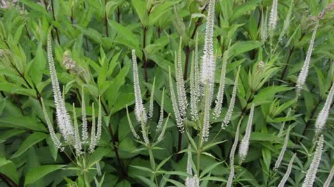 Black root (Veronicastrum virginicum syn. Veronica virginica) Stock Footage 14892623