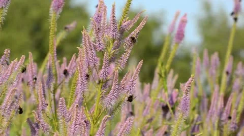Black root (Veronicastrum virginicum 'Temptation' syn. Veronica virginica Stock Footage 14913638