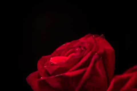 Black Rose 写真素材