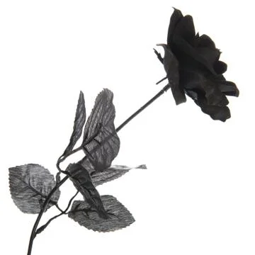 Black rose Stock Photos