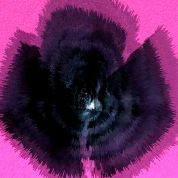 Black rose Stock Photos