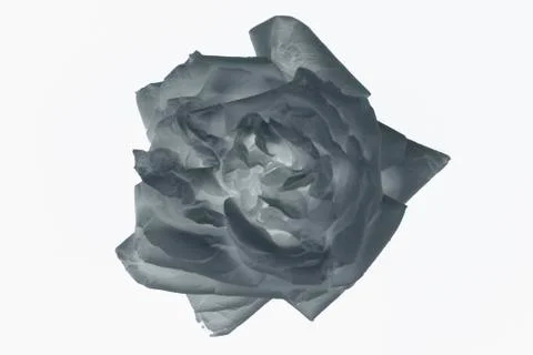 Black rose Stock Photos