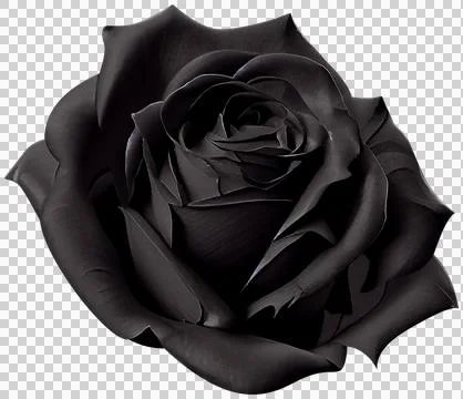 Black rose Stock Photos