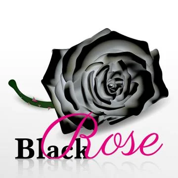 Black rose vector on white background Stock Illustration