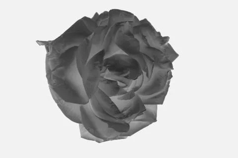 Black rose on white background Foto stock