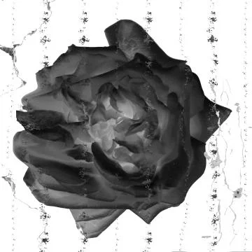 Black rose on white background Stock Photos
