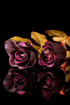 Black Roses Stock Photos