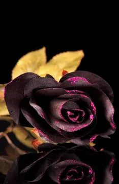 Black Roses Stock Photos
