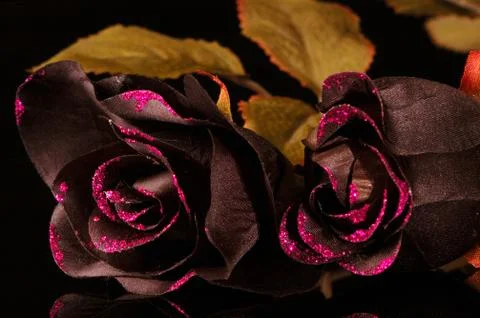 Black Roses Stock Photos