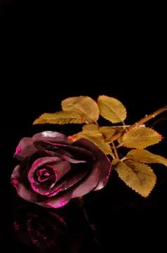 Black Roses Stock Photos