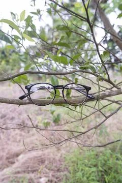 Black round eyeglass frames on an orange tree. glasses in the photo from the  Stock Photos