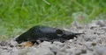 Black roundback slug with big respiratory pore crawls close up on gravel 4k or 4k+ Resolution