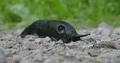 Black roundback slug with big respiratory pore crawls frontal close up 4k or 4k+ Resolution