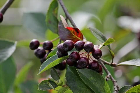 Black Rowan Stock Photos