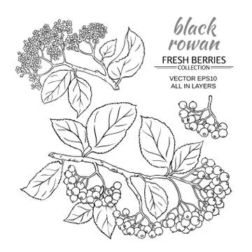 Black rowan set Illustrazione stock