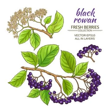 Black rowan set Stock Illustration