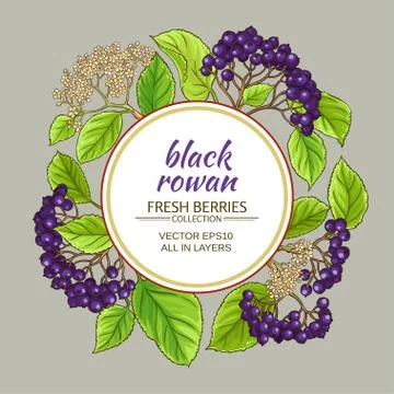 Black rowan vector frame Stock Illustration