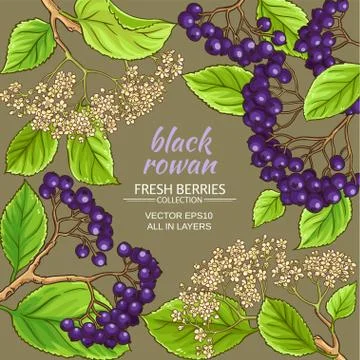 Black rowan vector frame Stock Illustration