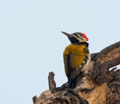 Black Rumped Flameback or Lesser Golden Backed Woodpecker perched Stock Photos