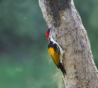 Black Rumped Flameback or Lesser Golden Backed Woodpecker in action Stock Photos