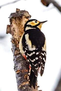 Black-rumped Flameback Stock Photos