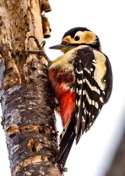 Black-rumped Flameback Stock Photos