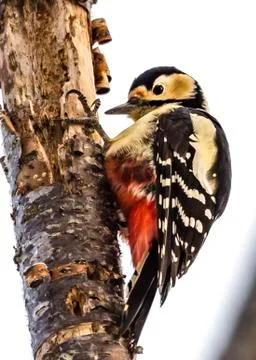 Black-rumped Flameback Stock Photos