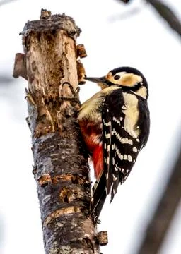 Black-rumped Flameback Stock Photos