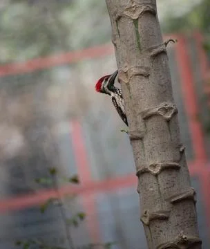 Black-rumped flameback. Stock Photos