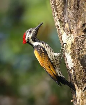 Black-rumped flameback Stock Photos