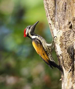 Black-rumped flameback. Stock Photos