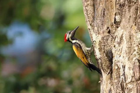 Black-rumped flameback on tree Stock Photos