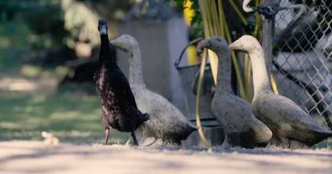 Black runner duck Stock Photos