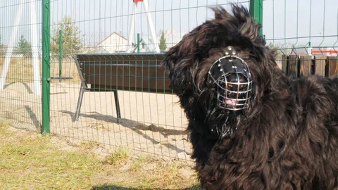 Black Russian terrier dog in a muzzle Видео 103378904