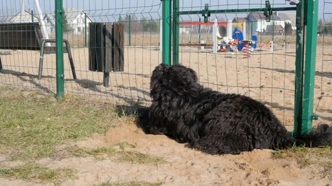 Black russian terrier in muzzle guarding the playground, slow Stock Footage 103378486