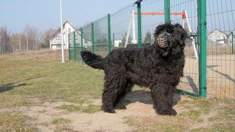 Black russian terrier in muzzle walking to camera, slow Stock Footage 103397589