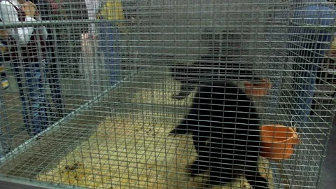 Black Sable in a cage Stock Footage 108560988