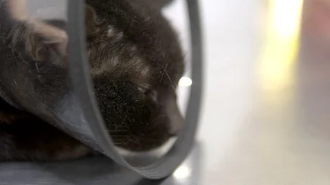 Black sad cat in a cone on a table at a veterinary clinic Stock Footage 110823565