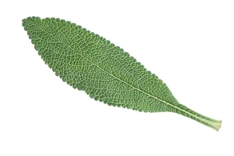 Black sage Stock Photos