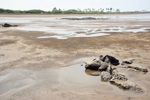 Black sand pattern, Ubharat beach, Navsari, Gujarat, India, Asia India Cop... Stock Photos