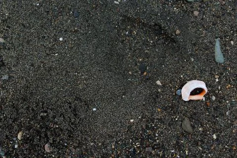 Black sandy beach with white shell background Foto stock