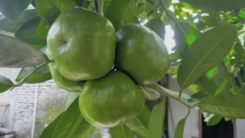 Black sapote Stock Footage 261471785