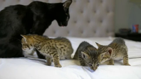 Black Savannah cat with 4 week old kittens on bed, medium, slow motion Stock Footage 101359447