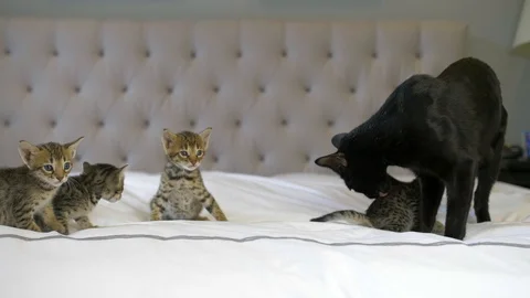 Black Savannah cat cleans 4 week old kittens on bed, wide, slow motion Stock Footage 101359356